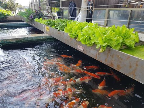 龍門錦鯉園|楊梅休閒農業區